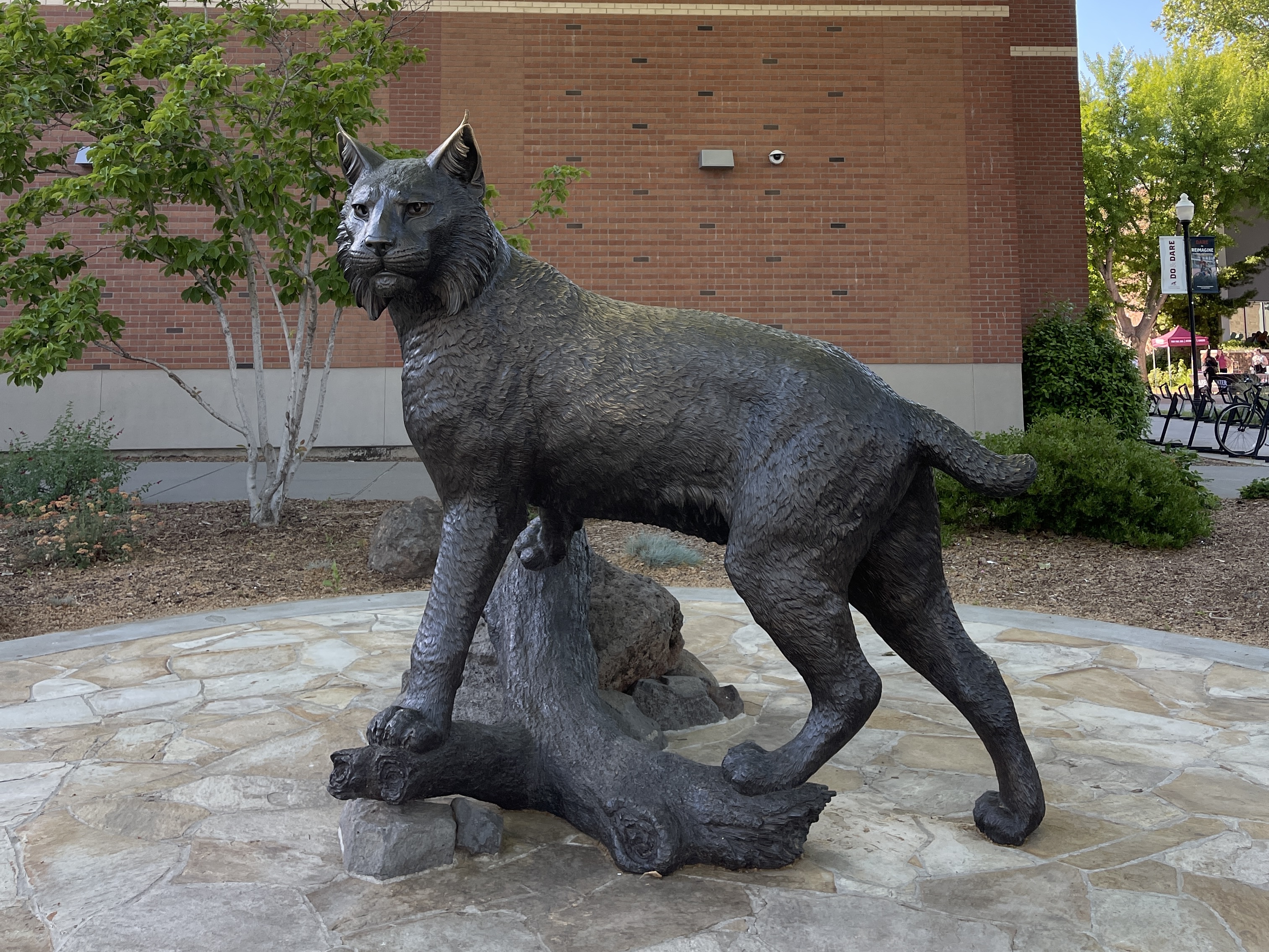 Chico State Wildcat statue.